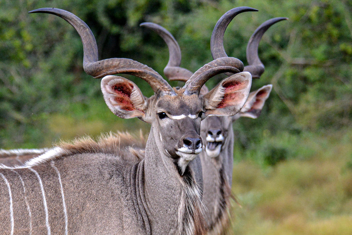 Double Take: Kudu Kings