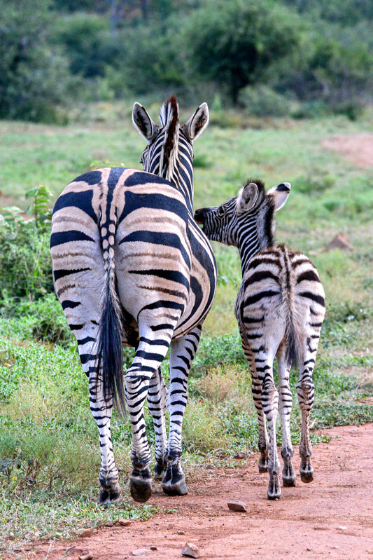 Side by Side: Zebra Bond