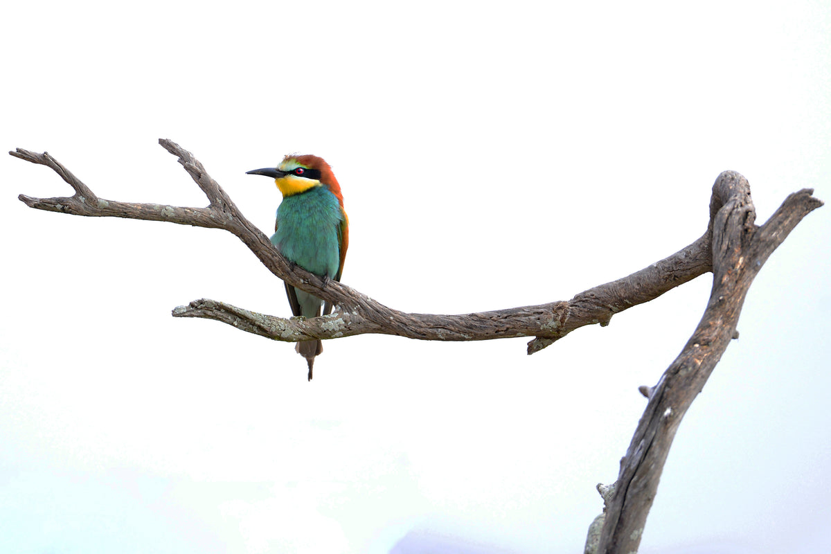 Perched in Silence: European Bee-eater on Bare Branch