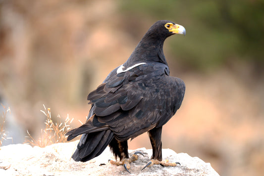 Silent Sentinel: Verreaux’s Eagle on Watch