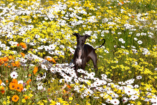 Whippet in Wildflowers: A Moment of Spring Joy