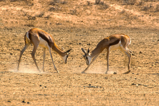 Clash of Grace: Young Springbok Sparring in the Dust