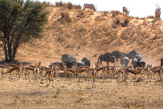 Desert Gathering: Springbok, Wildebeest & Oryx at the Waterhole