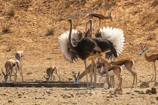 Desert Dance: Ostriches and Springbok at the Waterhole