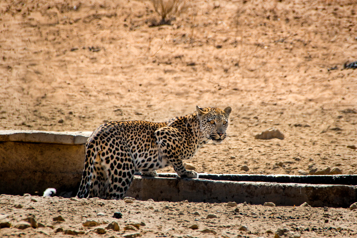 Elusive Power: Leopard at the Waterhole