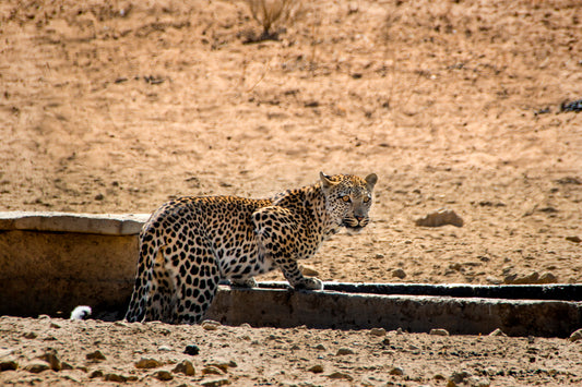 Elusive Power: Leopard at the Waterhole