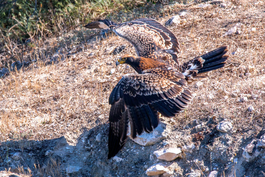 Wings of Power: Tawny Eagle in Flight by Andriette Pretorius