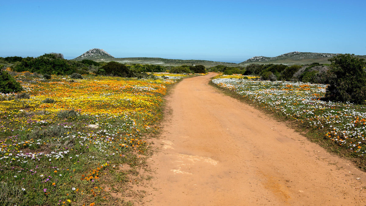 Spring Road: Namaqualand Awakens