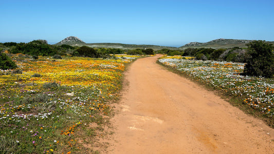Spring Road: Namaqualand Awakens