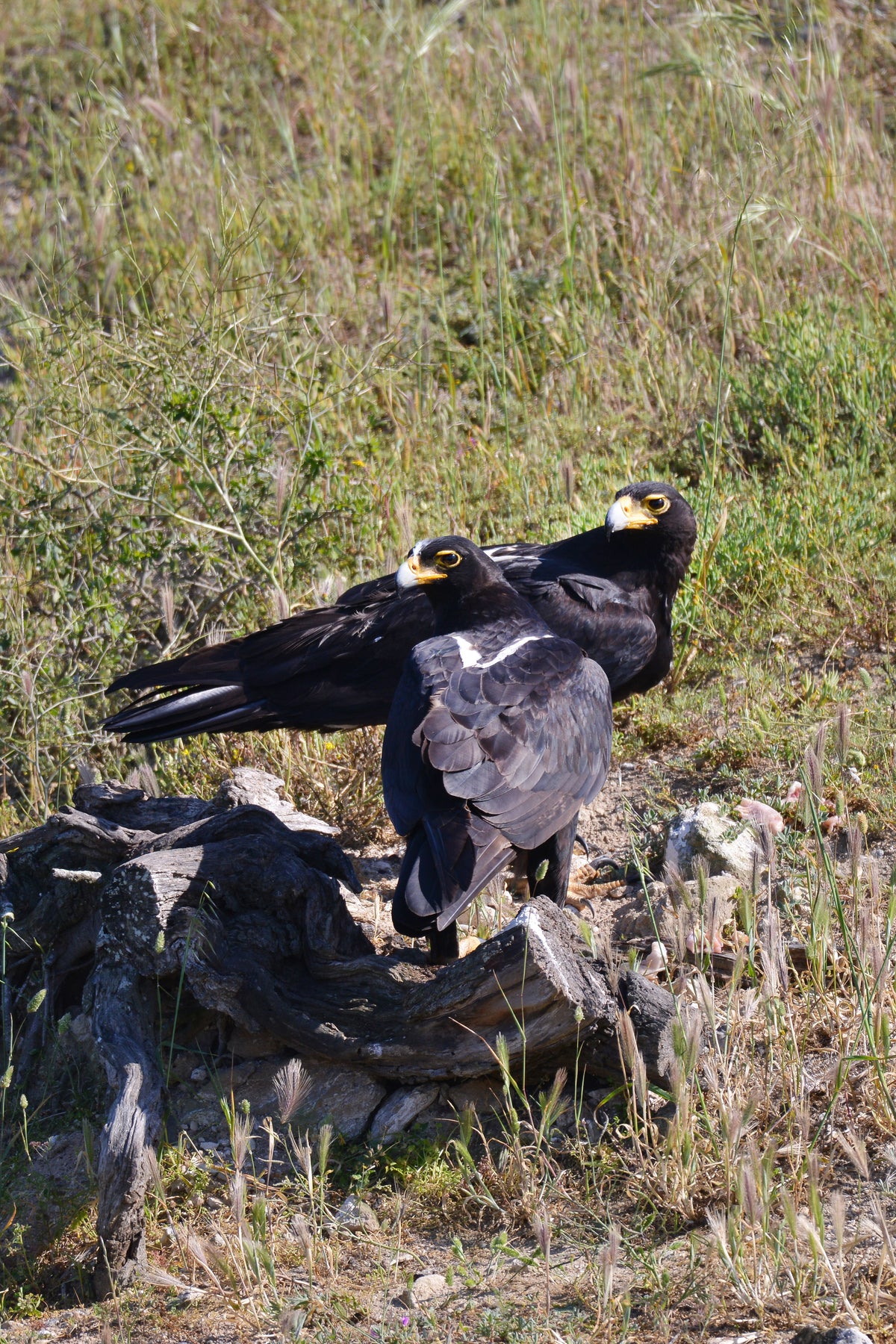 Grounded Majesty: Verreaux’s Eagles by Andriette Pretorius