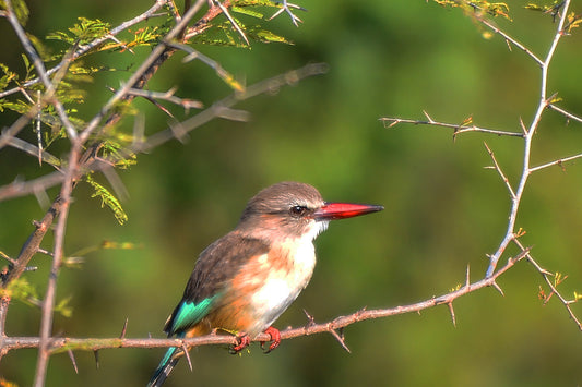 Perch of Patience: Woodland Kingfisher in Soft Morning Light