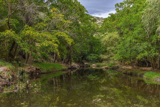 Stillness in the Forest: A Serene Reflection