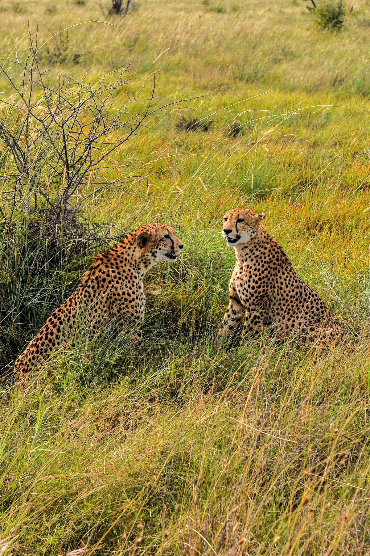 Cheetah Council