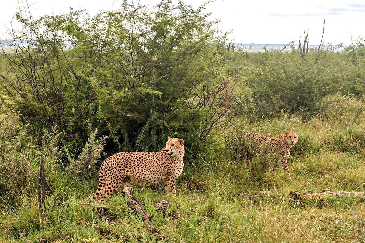 Cheetah Sentinels in the Bush