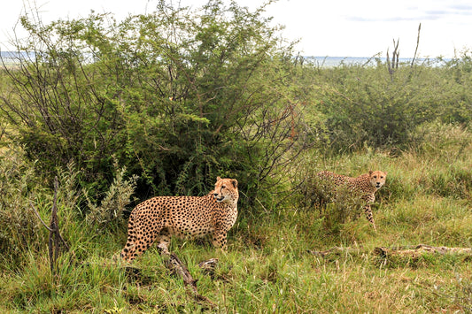 Cheetah Sentinels in the Bush