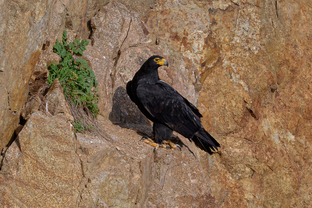 Cliffside Sentinel: Verreaux's Eagle