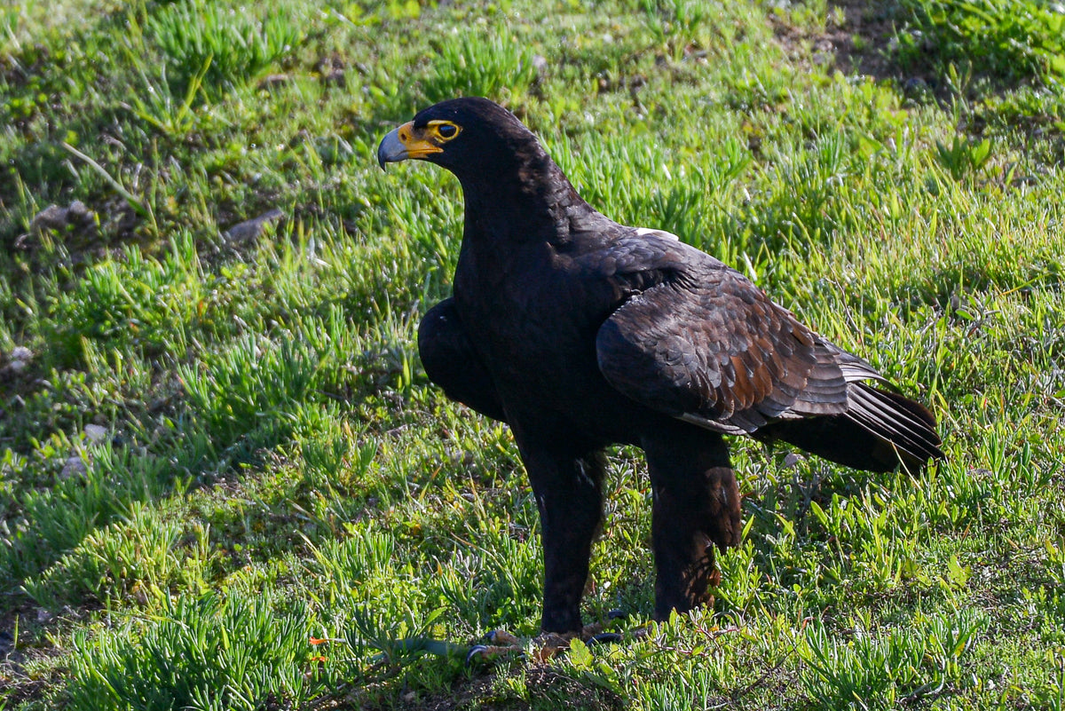 On Alert: Verreaux’s Eagle by Andriette Pretorius