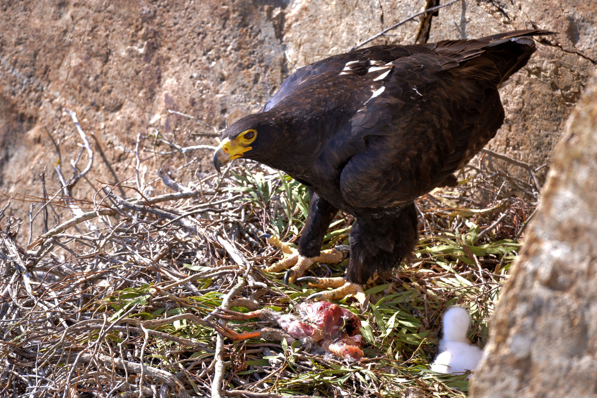 Protector of the Nest: Verreaux’s Eagle and Chick by Andriette Pretorius