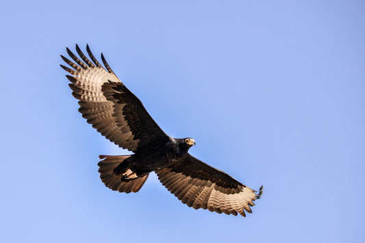 Sky Sovereign: Black Eagle in Flight by Andriette Pretorius