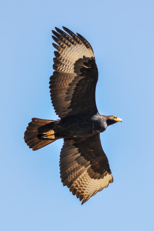 Wings of the Wild: Verreaux’s Eagle by Andriette Pretorius