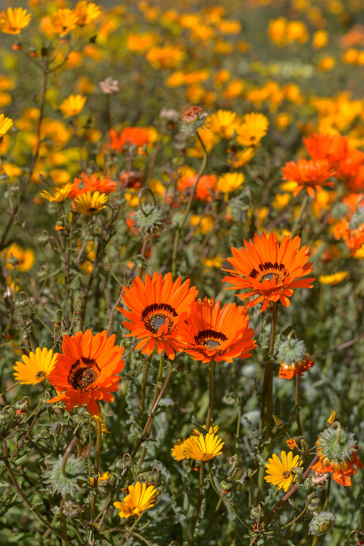 Namaqualand in Bloom: Vibrant Wildflower Field