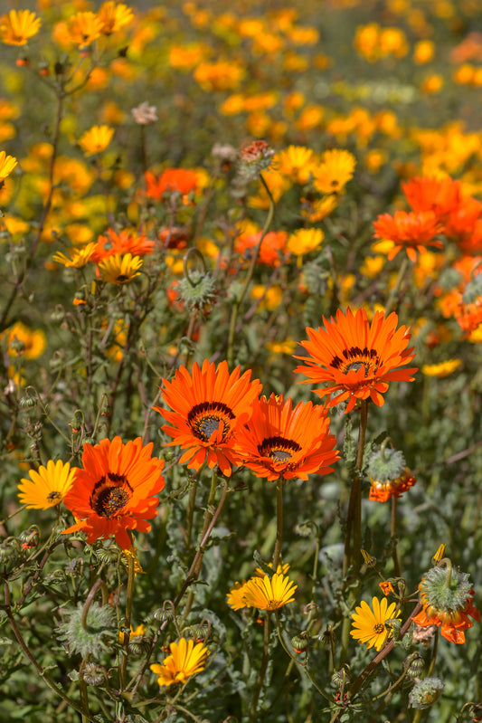 Namaqualand in Bloom: Vibrant Wildflower Field