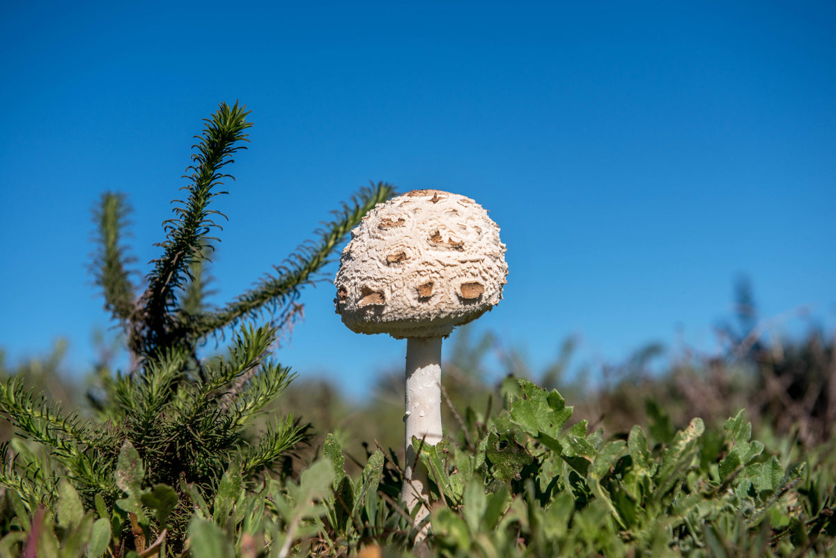 Forest Sentinel: Wild Mushroom Under Blue Skies