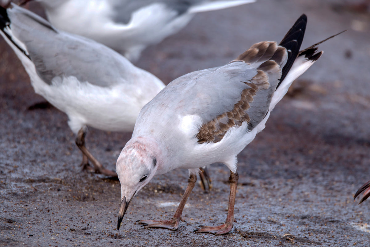 Feeding Focus: Gull Foraging on Coastal Ground
