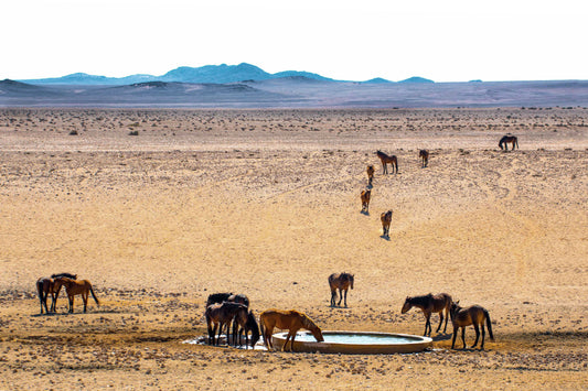 Oasis in the Dust: Wild Horses of the Namib