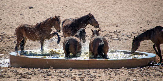 Desert Splash: Wild Horses at Play