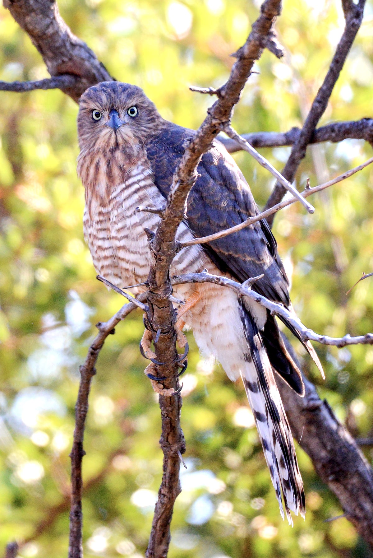 Piercing Gaze: Hawk in the Wild