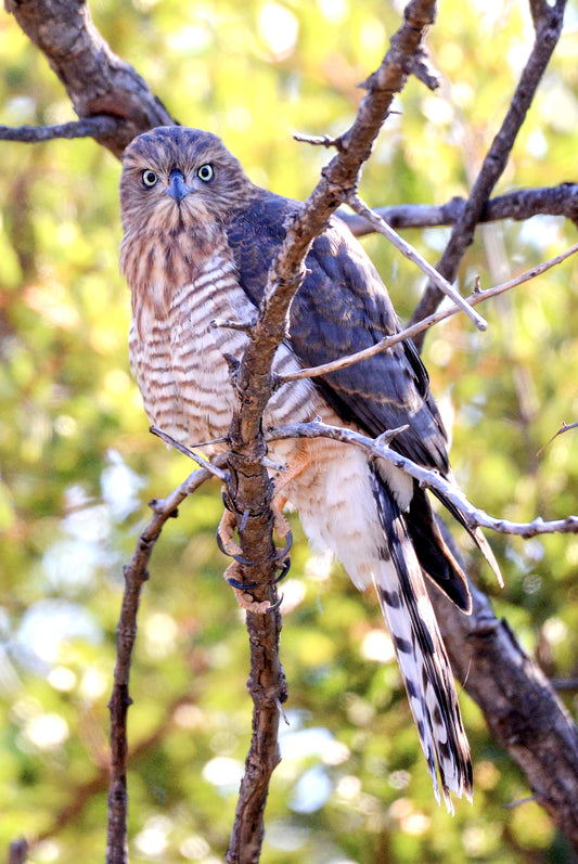 Piercing Gaze: Hawk in the Wild
