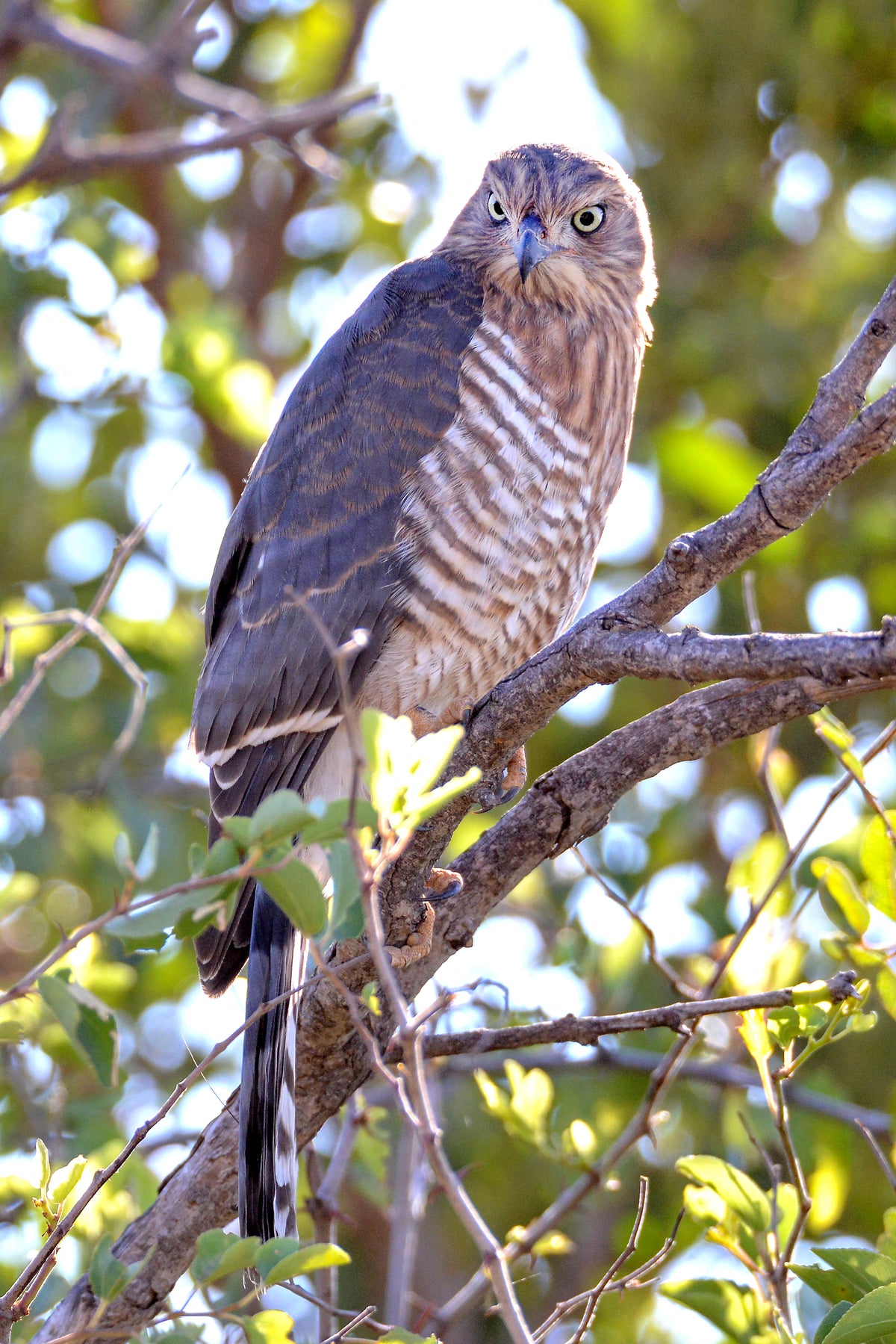 Hawk-Eyed Majesty