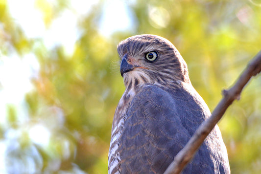 Hawk-Eyed Focus