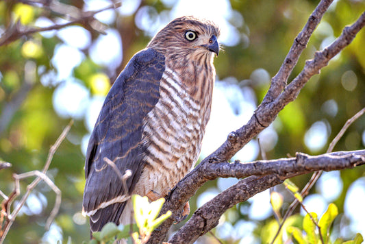 Sharpwatch: Little Sparrowhawk