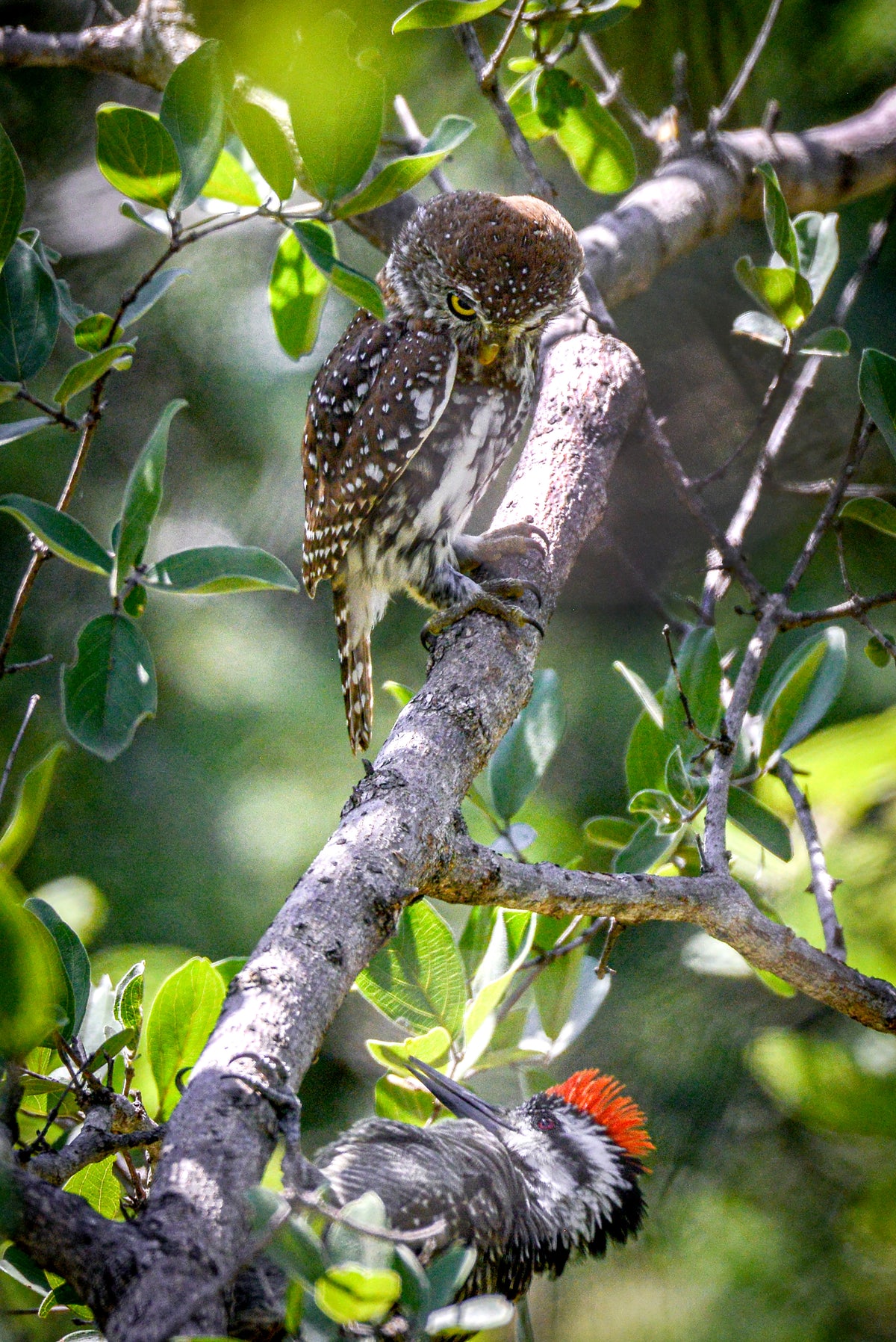Predator & Prey: Witkol Uil & Woodpecker