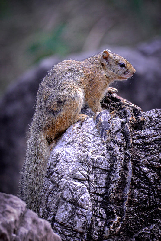 Rock Sentinel: Tree Squirrel on Watch