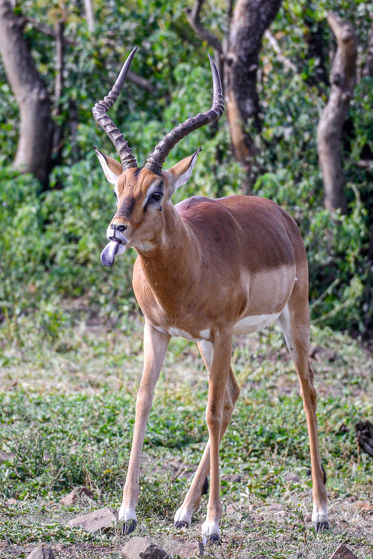 Sassy Impala: Tongue Out in the Wild