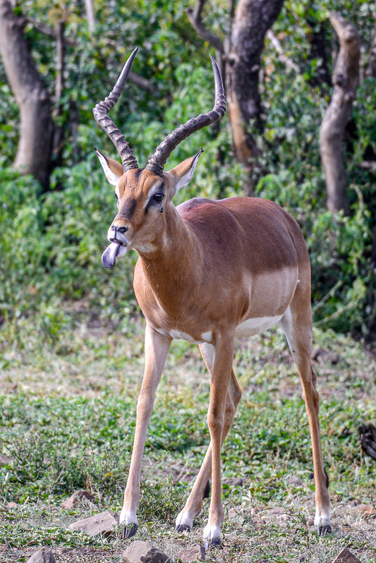 Sassy Impala: Tongue Out in the Wild