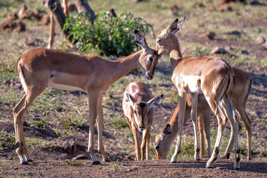Innocent Bond: Young Impala Affection