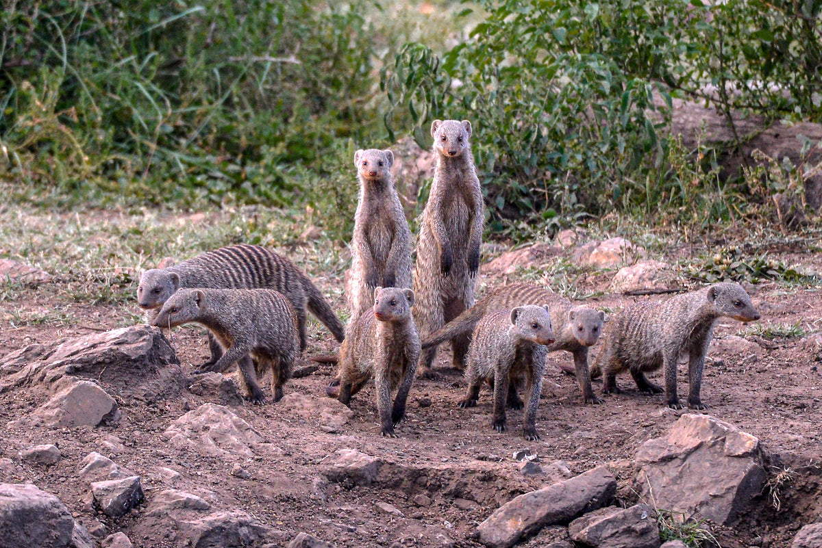 The Watchful Mob: Banded Mongoose Patrol