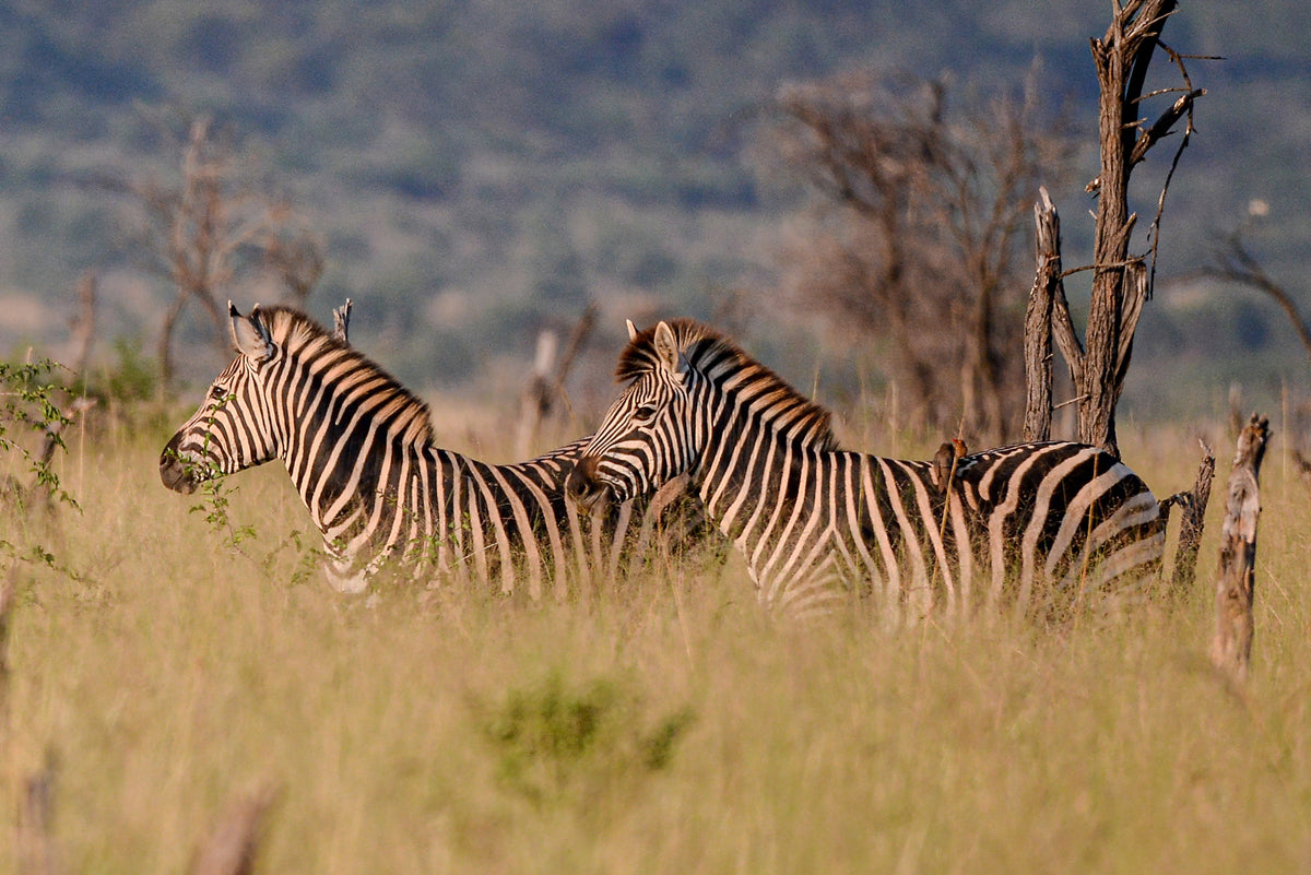 Stripes in the Savannah: Zebra Duo in Madikwe