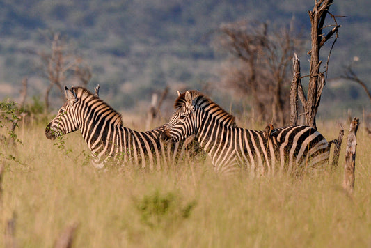 Stripes in the Savannah: Zebra Duo in Madikwe